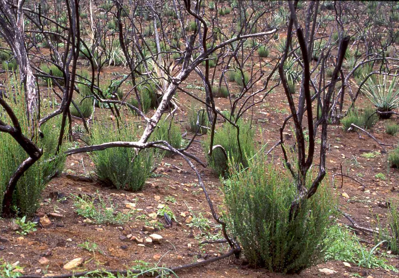 Chamise (Adenostoma fasciculatum) Care Guide: Pests, Diseases, Watering ...