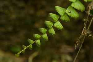 Tailed maidenhair(Adiantum caudatum)