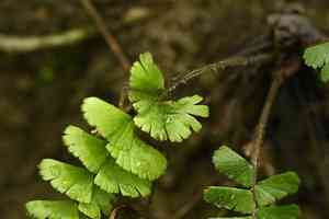 Tailed maidenhair(Adiantum caudatum)