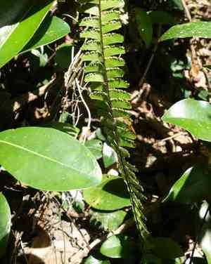Tailed maidenhair(Adiantum caudatum)