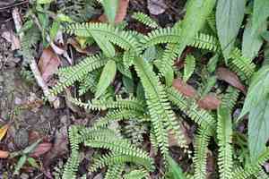 Tailed maidenhair(Adiantum caudatum)