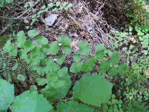 California maidenhair(Adiantum jordanii)