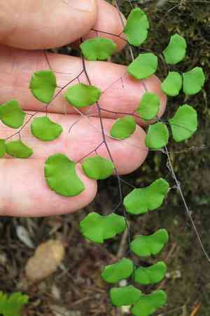 California maidenhair(Adiantum jordanii)