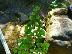 California maidenhair(Adiantum jordanii)