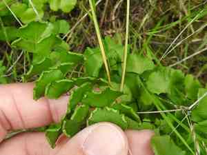California maidenhair(Adiantum jordanii)