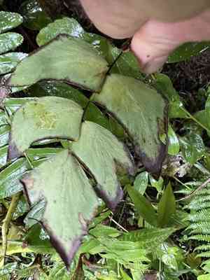 Largeleaf maidenhair(Adiantum macrophyllum)