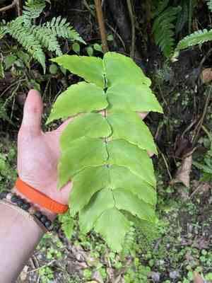 Largeleaf maidenhair(Adiantum macrophyllum)