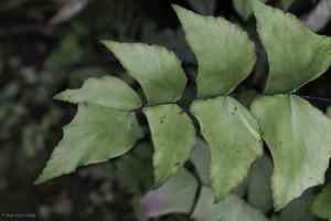 Largeleaf maidenhair(Adiantum macrophyllum)