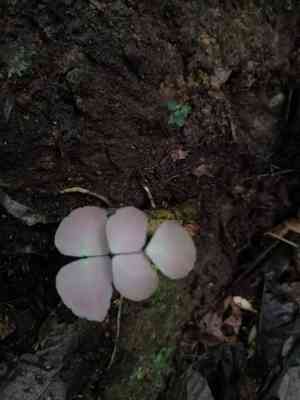 Largeleaf maidenhair(Adiantum macrophyllum)