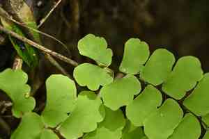 Walking maidenhair fern(Adiantum philippense)