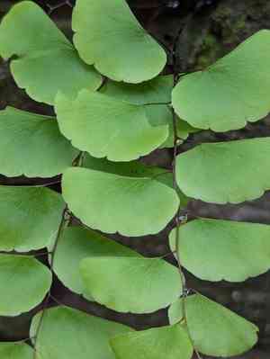 Walking maidenhair fern(Adiantum philippense)