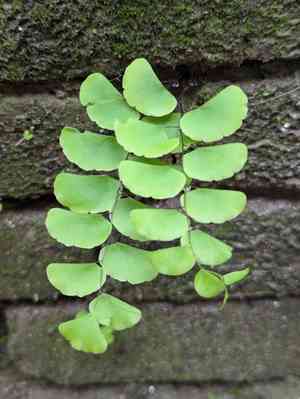 Walking maidenhair fern(Adiantum philippense)
