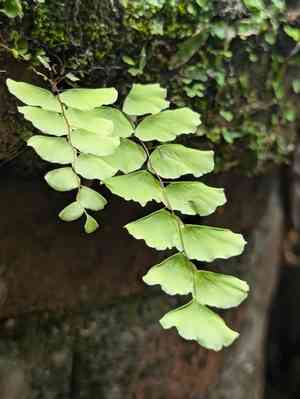 Walking maidenhair fern(Adiantum philippense)