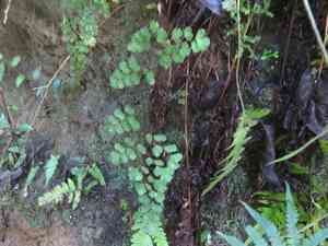 Delta maidenhair fern(Adiantum raddianum)