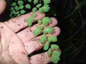 Delta maidenhair fern(Adiantum raddianum)