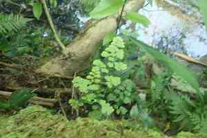 Delta maidenhair fern(Adiantum raddianum)