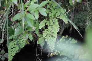 Delta maidenhair fern(Adiantum raddianum)