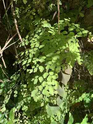 Fan maidenhair(Adiantum tenerum)