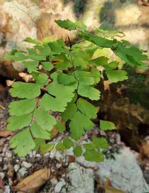 Fan maidenhair(Adiantum tenerum)