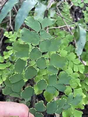 Fan maidenhair(Adiantum tenerum)