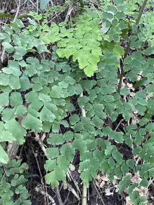 Fan maidenhair(Adiantum tenerum)