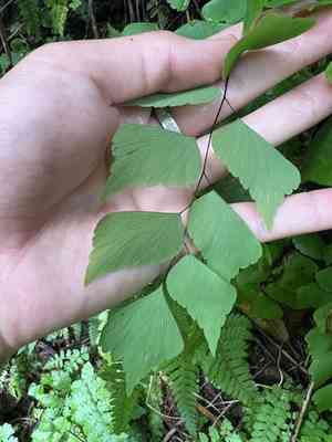 Giant maidenhair fern(Adiantum trapeziforme)