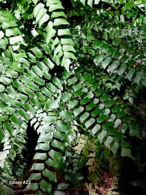 Giant maidenhair fern(Adiantum trapeziforme)