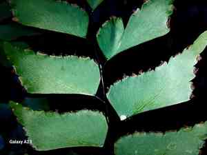 Giant maidenhair fern(Adiantum trapeziforme)