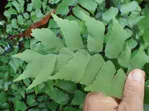 Giant maidenhair fern(Adiantum trapeziforme)