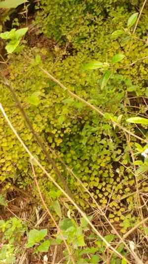 Fuzzy maidenhair(Adiantum tricholepis)