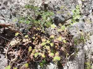 Fuzzy maidenhair(Adiantum tricholepis)