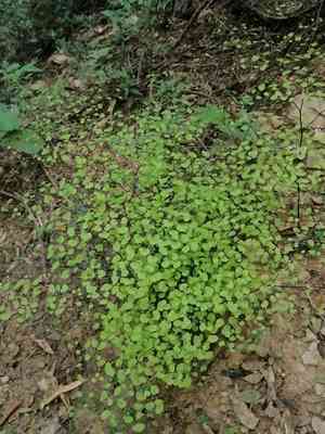 Fuzzy maidenhair(Adiantum tricholepis)