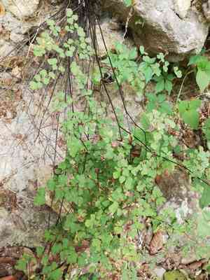 Fuzzy maidenhair(Adiantum tricholepis)
