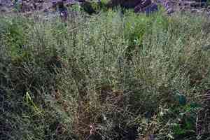 Junco(Adolphia infesta)