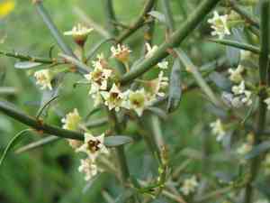 Junco(Adolphia infesta)