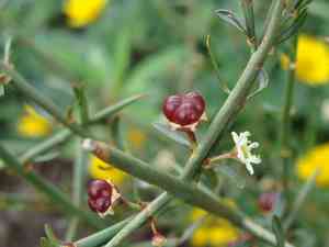 Junco(Adolphia infesta)