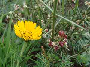 Junco(Adolphia infesta)