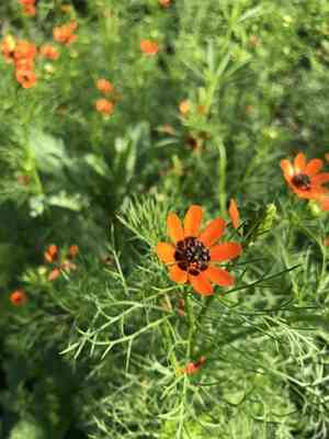 Pheasant's eye(Adonis aestivalis)