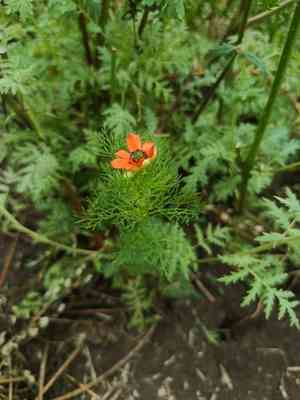 Pheasant's eye(Adonis aestivalis)