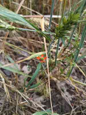 Pheasant's eye(Adonis aestivalis)