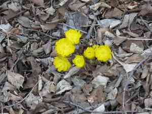 Amur adonis(Adonis amurensis)