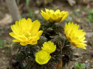 Amur adonis(Adonis amurensis)