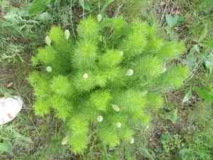 Spring pheasant's eye(Adonis vernalis)