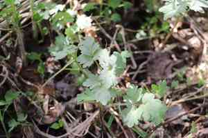Muskroot(Adoxa moschatellina)