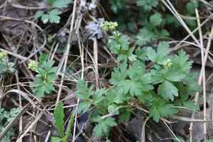 Muskroot(Adoxa moschatellina)
