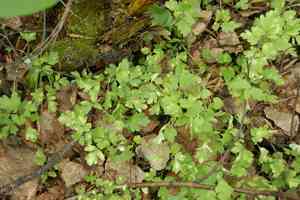 Muskroot(Adoxa moschatellina)