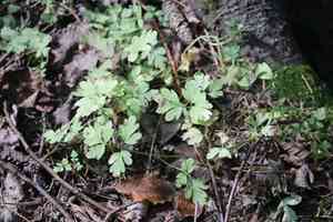 Muskroot(Adoxa moschatellina)