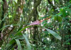 Nakedstem livingvase(Aechmea nudicaulis)