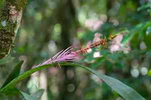 Nakedstem livingvase(Aechmea nudicaulis)
