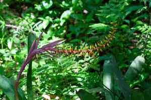 Nakedstem livingvase(Aechmea nudicaulis)
